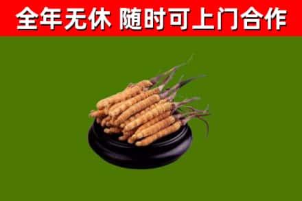 萧山区回收散虫草