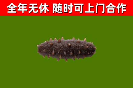 萧山区回收海参干